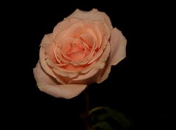 Bild zu Rosen zum Muttertag
